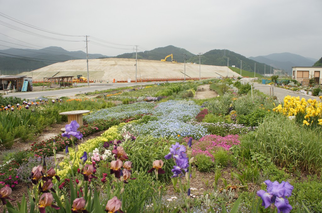 Nach der Tsunami-Katastrophe bauten die Bewohner von Rikuzen-Takata und ihre Unterstützer hier ein ca. 50 ha grosse Blumenfeld an. Die Blumen werden aber bald unter der Erde verschwinden.