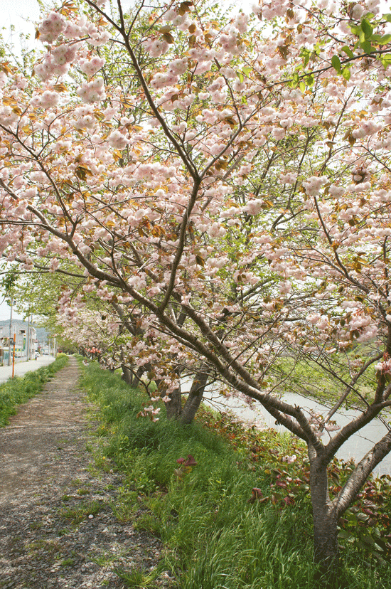 Am Fluss entlang standen Kirschbäume in Blüten.