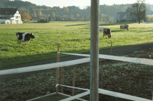 東のキッチン側の庭から牛を眺める。庭は、芝が育つまで立ち入り禁止