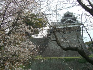 山桜は満開。熊本城