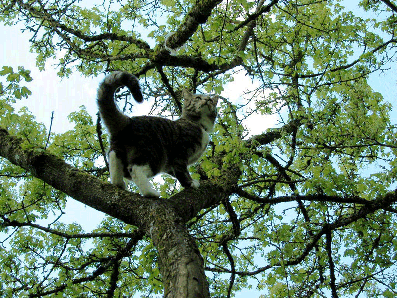 Das wilde Tigerchen Mogli kletterte gerne auf den Baum.